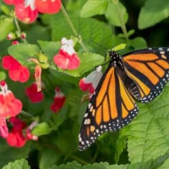 Hot Lips Salvia -High country gradens hot lips salvia 4