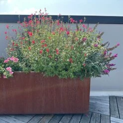 Hot Lips Salvia -High country gradens hot lips salvia 5