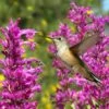 Hummingbird Attracting Collection For The West 1 Hummingbird Attracting Collection For The West -High country gradens hummingbird agastache cana rosita hummingbird