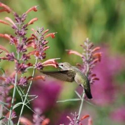 Habitat Hero Birdwatcher Pre-Planned Garden -High country gradens hummingbird agastache rupestris pam koch 3 1