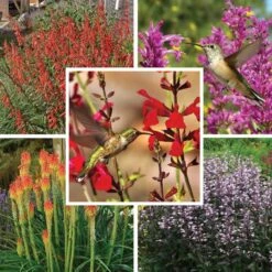 Hummingbird Attracting Collection For The West -High country gradens hummingbird attracting west 9 19 25