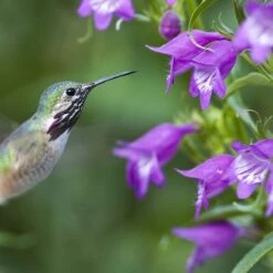 Plant Select® Waterwise Perennial Collection 12 Plant Select® Waterwise Perennial Collection -High country gradens hummingbird penstemon pikes peak cropped