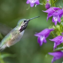 Pike's Peak Purple® Penstemon -High country gradens hummingbird penstemon pikes peak hummer