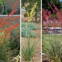 Hummingbird Paradise Hesperaloe Collection -High country gradens hummingbird paradise hesperaloe collage