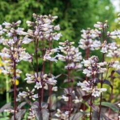 Husker Red Penstemon -High country gradens husker red penstemon cropped 3