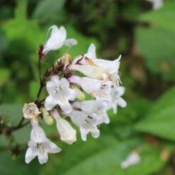 Husker Red Penstemon -High country gradens husker red penstemon cropped 4