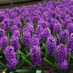 Miss Saigon Hyacinth -High country gradens hyacinth bulbs miss saigon brer00219