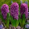 Miss Saigon Hyacinth -High country gradens hyacinth bulbs miss saigon elbo32118