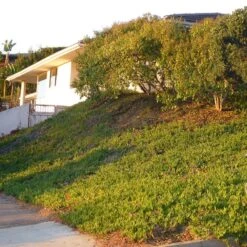 Cooper's Hardy Ice Plant -High country gradens ice plant groundcover side yard la jolla cropped