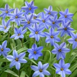 Jessie Spring Starflower -High country gradens ipheionjessie