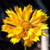 Jethro Tull Coreopsis -High country gradens jethro tull coreopsis adobe stock cropped