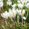Joan Of Arc Dutch Crocus -High country gradens joan of arc crocus white 1103171546 cropped