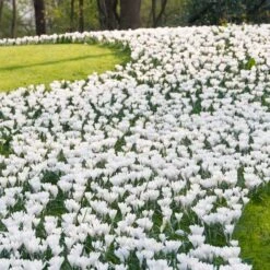 Magic Carpet Bulb Collection -High country gradens joan of arc dutch crocus sq