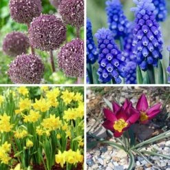 Jumbo Waterwise Garden Bulb Collection 10 Jumbo Waterwise Garden Bulb Collection -High country gradens jumbo waterwise garden bulb coll fy26