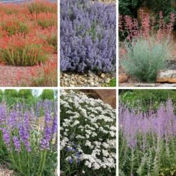 Jumbo Waterwise Extension Collection -High country gradens jww extension collage