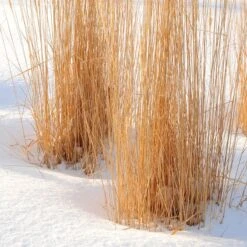 Karl Foerster Feather Reed Grass -High country gradens karl foerster feather reed grass winter