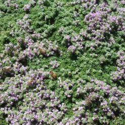 Elfin Creeping Thyme 8 Elfin Creeping Thyme -High country gradens karna moore hcg summer 2024 elfin creeping thyme