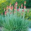 Pfitzer Red Hot Poker Mix -High country gradens kniphofia uvaria santa fe landscape cropped 1 1