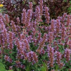 Kudos™ Silver Blue Agastache -High country gradens kudos silver blue agastache 3