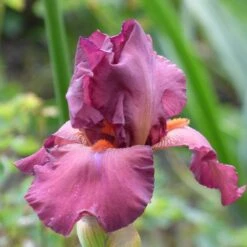 Desert Sky Bearded Iris Collection 10 Desert Sky Bearded Iris Collection -High country gradens lady friend desert sky coll