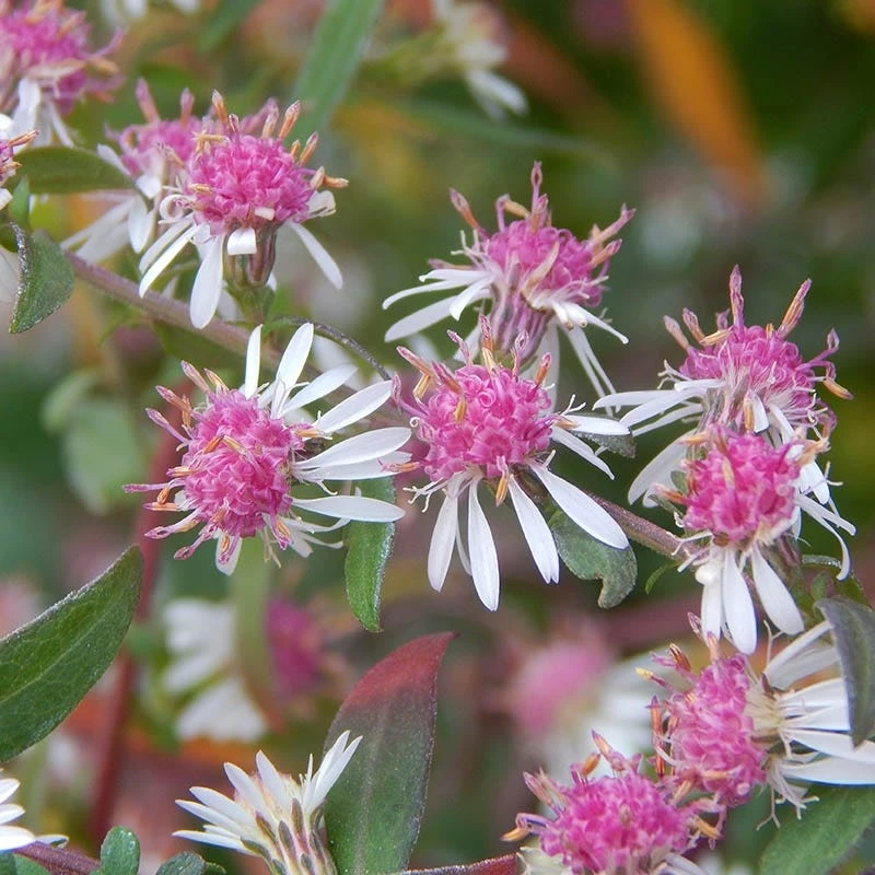 Lady In Black Aster 4 Lady In Black Aster - Image 2