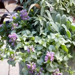 Dry Shade Groundcover Collection -High country gradens lamium lambs ear 1