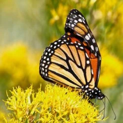 La Plata Silver Leaf Rabbitbrush (Chrysothamnus) -High country gradens laplata rabbitbrush monarch
