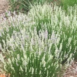 FlowerKisser® Delft Blue & White English Lavender -High country gradens lavandula angustifolia flowerkisser delft blue and white flowers