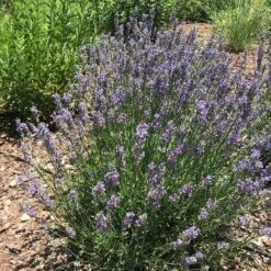 FlowerKisser® Delft Blue & White English Lavender -High country gradens lavandula angustifolia flowerkisser delft blue white flowers