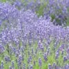 Royal Velvet English Lavender