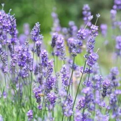 Vera English Lavender -High country gradens lavandula angustifolia vera