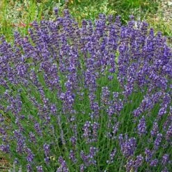 Vera English Lavender -High country gradens lavandula angustifolia vera cc 1