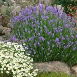 FireSmart Collection - Zone 2 -High country gradens lavandula angustifolia wee one