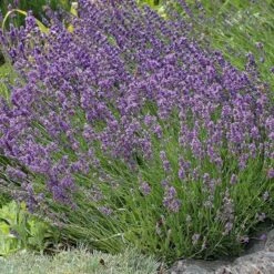 Buena Vista English Lavender -High country gradens lavandula buena vista lavender garden 2