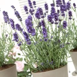 Hidcote Blue English Lavender -High country gradens lavandula hidcote lavender pot 1