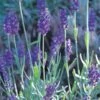 Mitcham Gray English Lavender -High country gradens lavandula mitcham gray 63116 9 2