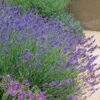 Pastor's Pride English Lavender 2 Pastor's Pride English Lavender -High country gradens lavandula pastors pride lavender 1 2