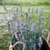 Sensational!™ Lavender -High country gradens lavandula sensational lavender