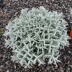 Sensational!™ Lavender -High country gradens lavandula sensational 1