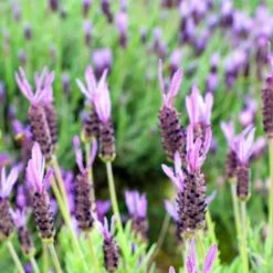 Purple Ribbon Spanish Lavender -High country gradens lavandula stoechas purple ribbon spanish lavender flowers 1