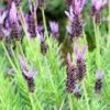 Purple Ribbon Spanish Lavender -High country gradens lavandula stoechas purple ribbon spanish lavendr