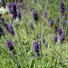 Hidcote Blue English Lavender -High country gradens lavandula angustifolia hidcote blue lavender enlgish blue cropped