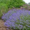 Blue Cushion English Lavender 2 Blue Cushion English Lavender -High country gradens lavandula blue cushion garden 10958 3