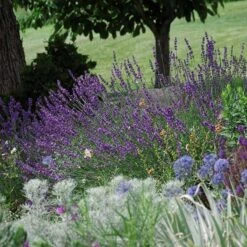 Sharon Roberts English Lavender -High country gradens lavandula sharon roberts 1