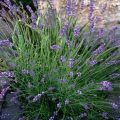 Sharon Roberts English Lavender -High country gradens lavandula sharon roberts 1 1 1