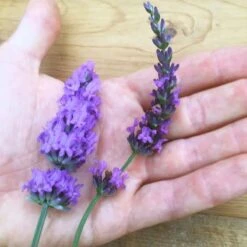 Sensational!™ Lavender -High country gradens lavender phenomenal flower hand