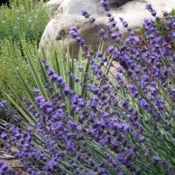 Sharon Roberts English Lavender -High country gradens lavender sharon roberts 1