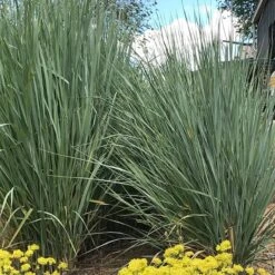 Great Basin Wildrye -High country gradens leymus cinereus wwg 1