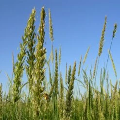 Great Basin Wildrye -High country gradens leymus cinereus wwg 2