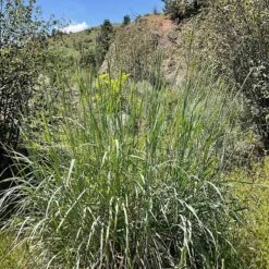 Great Basin Wildrye -High country gradens leymus cinereus wwg 3
